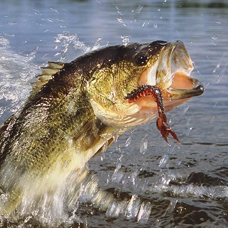 bass fishing with Bass Pro Shops Crayfish