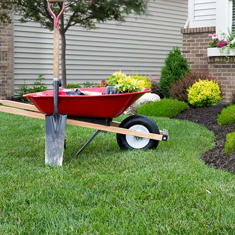 Planting a celosia flower garden around a house Wheelbarrow standing on a neat manicured green lawn alongside a flowerbed while planting a celosia flower garden around a house with fresh spring plants