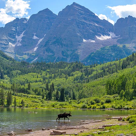 A young moose, with only one antler, walking and feeding in Maroon Lake at base of Maroon Bells on a sunny Summer evening. Aspen, Colorado, USA.