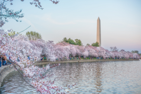 D.C. Cherry Blossom walk