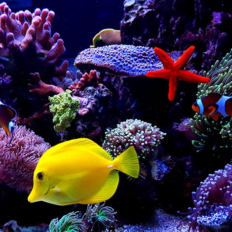 yellow tang in saltwater aquarium