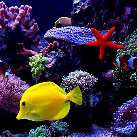 Zebrasoma Yellow Tang in saltwater reef aquarium tank yellow tang in saltwater aquarium