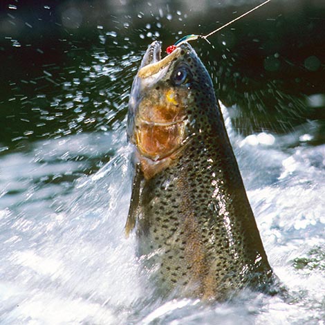 Rainbow Trout 417 a Rainbow trout jumps from a stream fighting a streamer fly