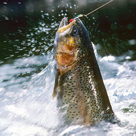 a Rainbow trout jumps from a stream fighting a streamer fly