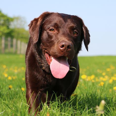 brown lab in a field