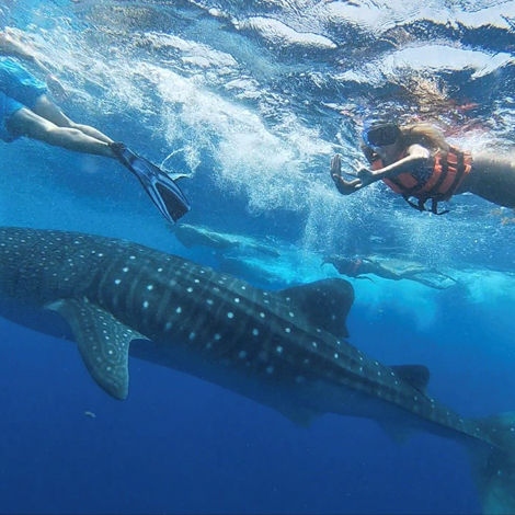 Kara Greene swimming with a whale shark
