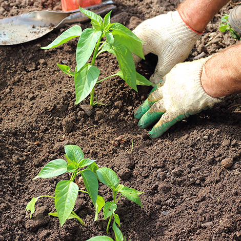 Raymond Evans gardening