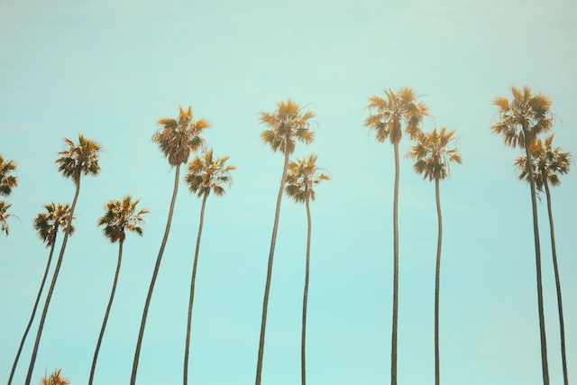 Palm trees