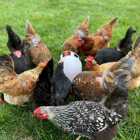 Alan Langelli's chickens