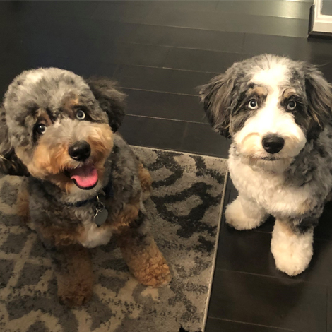 AmandaFuller-Unique Amanda's dogs