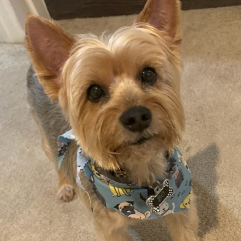 Angela Chaney's Yorkie