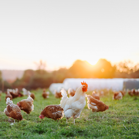 Picture of chickens on a farm