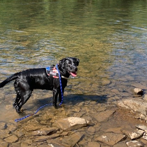 Terence Sullivan's dog at the river