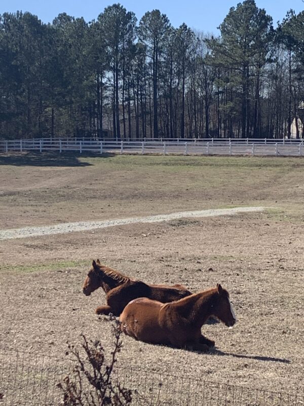 2 horses sitting on a field