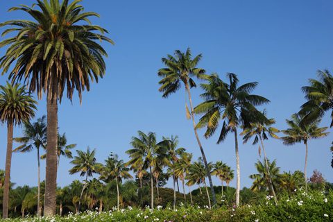 Tall palm trees with green fronds stand against a clear blue sky, with flowering shrubs and greenery at the base.