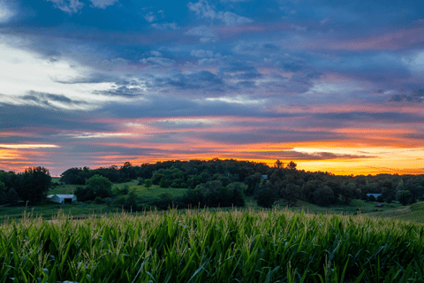 A cornfield in the foreground with rolling green hills and scattered trees under a colorful sunset sky with clouds.