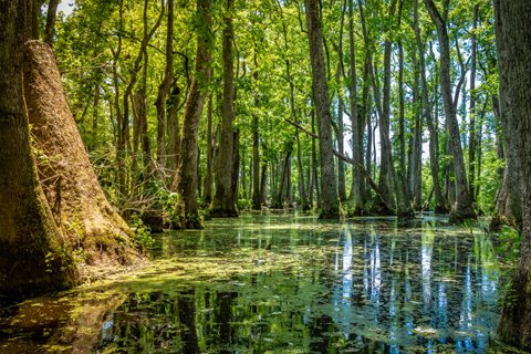 Daylight shines through tall trees in a swamp, with still water reflecting the greenery and patches of algae floating on the surface.