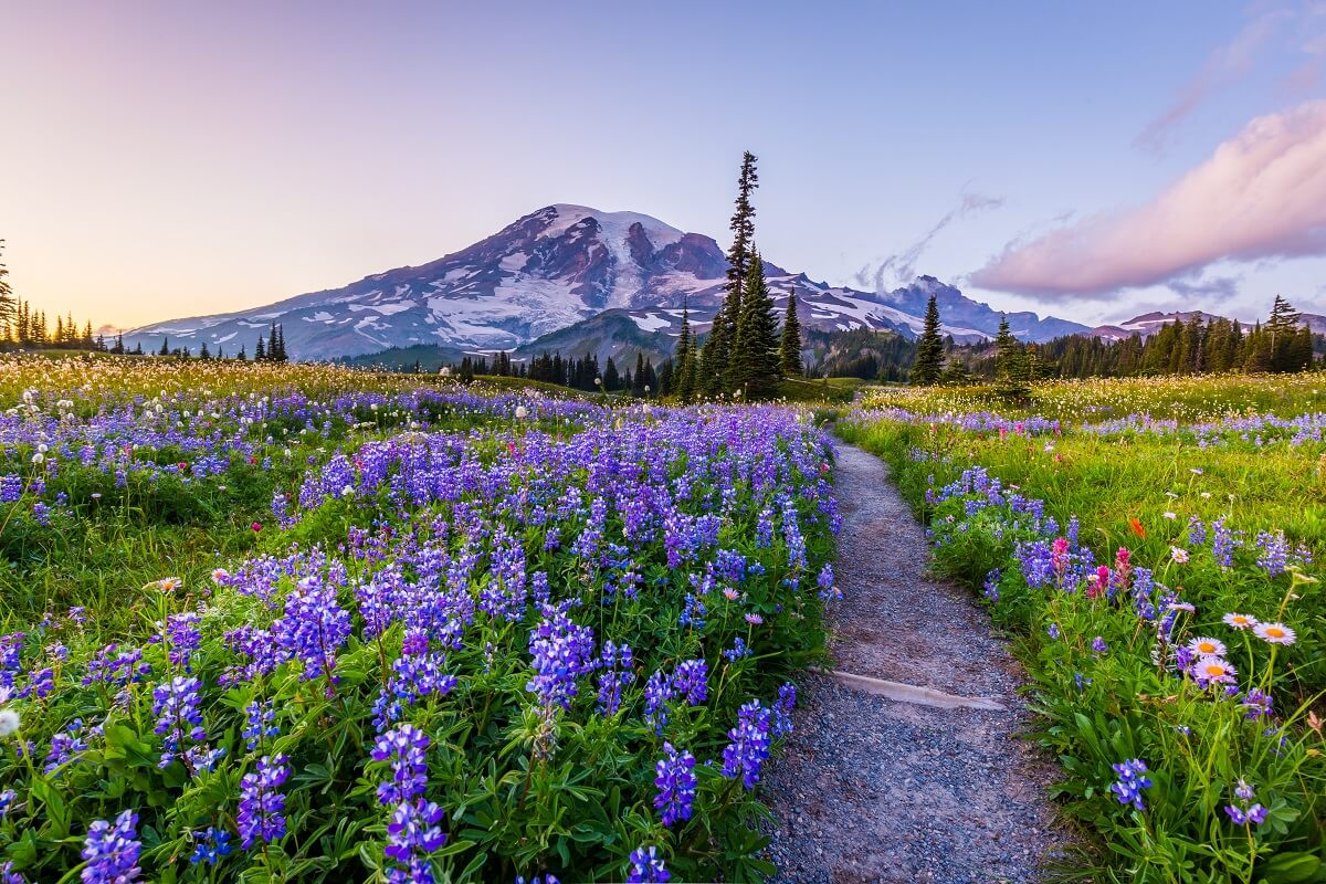 A gravel path winds through a field of purple wildflowers with a snow-capped mountain and a clear sky in the background.