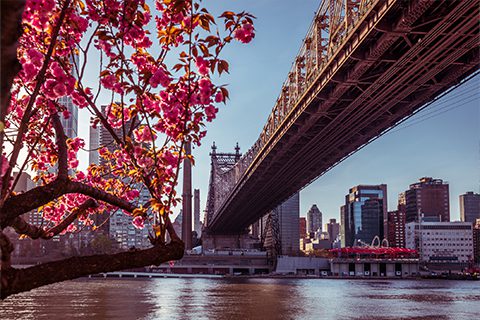 Pink cherry blossoms in the foreground with a view of the Queensboro Bridge and Manhattan skyline across the river under a clear sky.