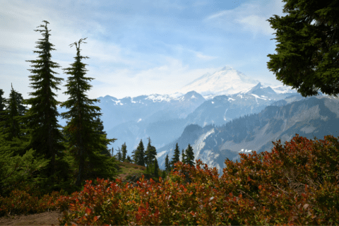 Snow-capped mountain in the distance, surrounded by forested hills, evergreen trees, and bushes with red-tinted leaves in the foreground.