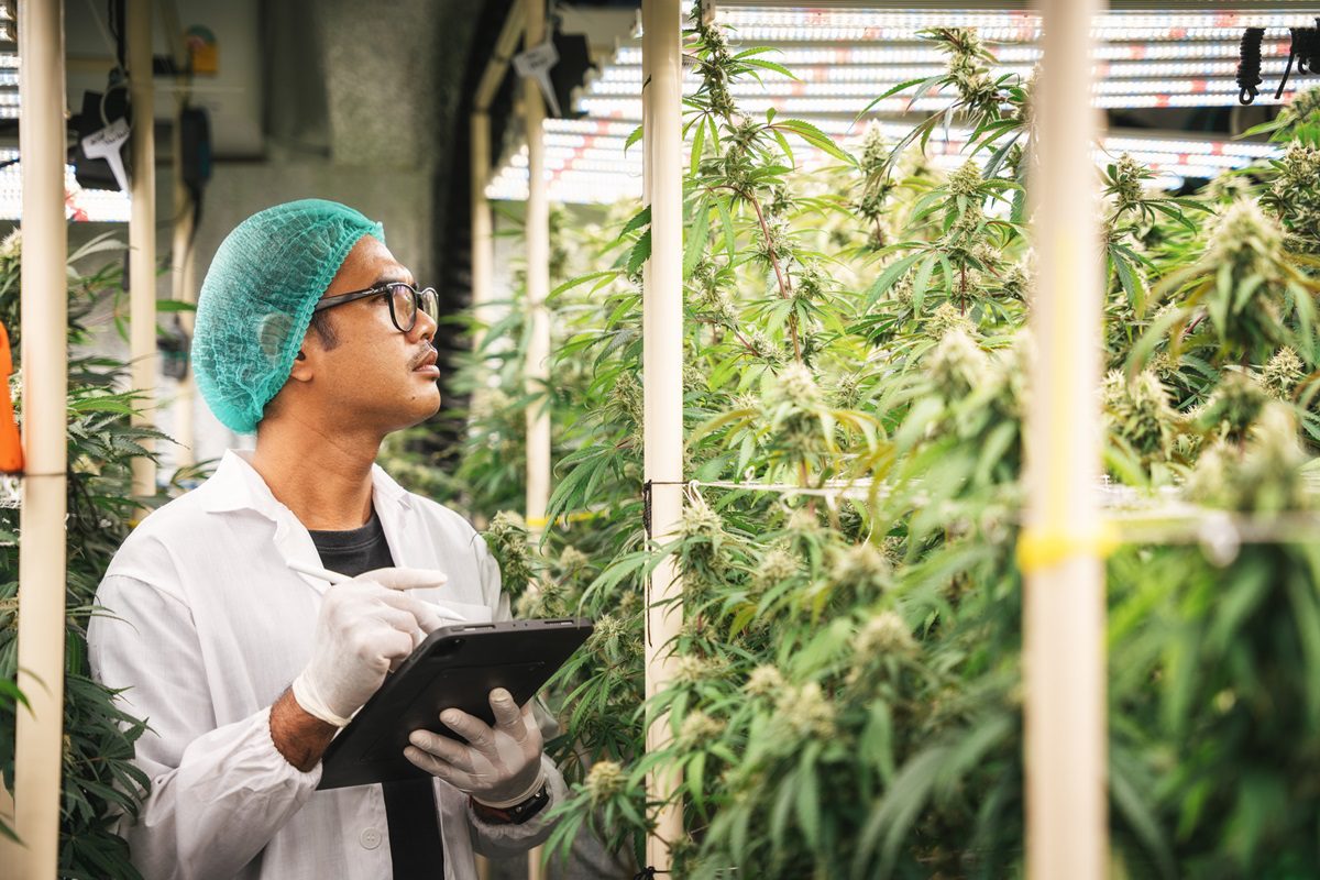 Portrait of a Farmer examining the new harvest of the hemp field. Agricultural Occupation. Medical marijuana plantation.