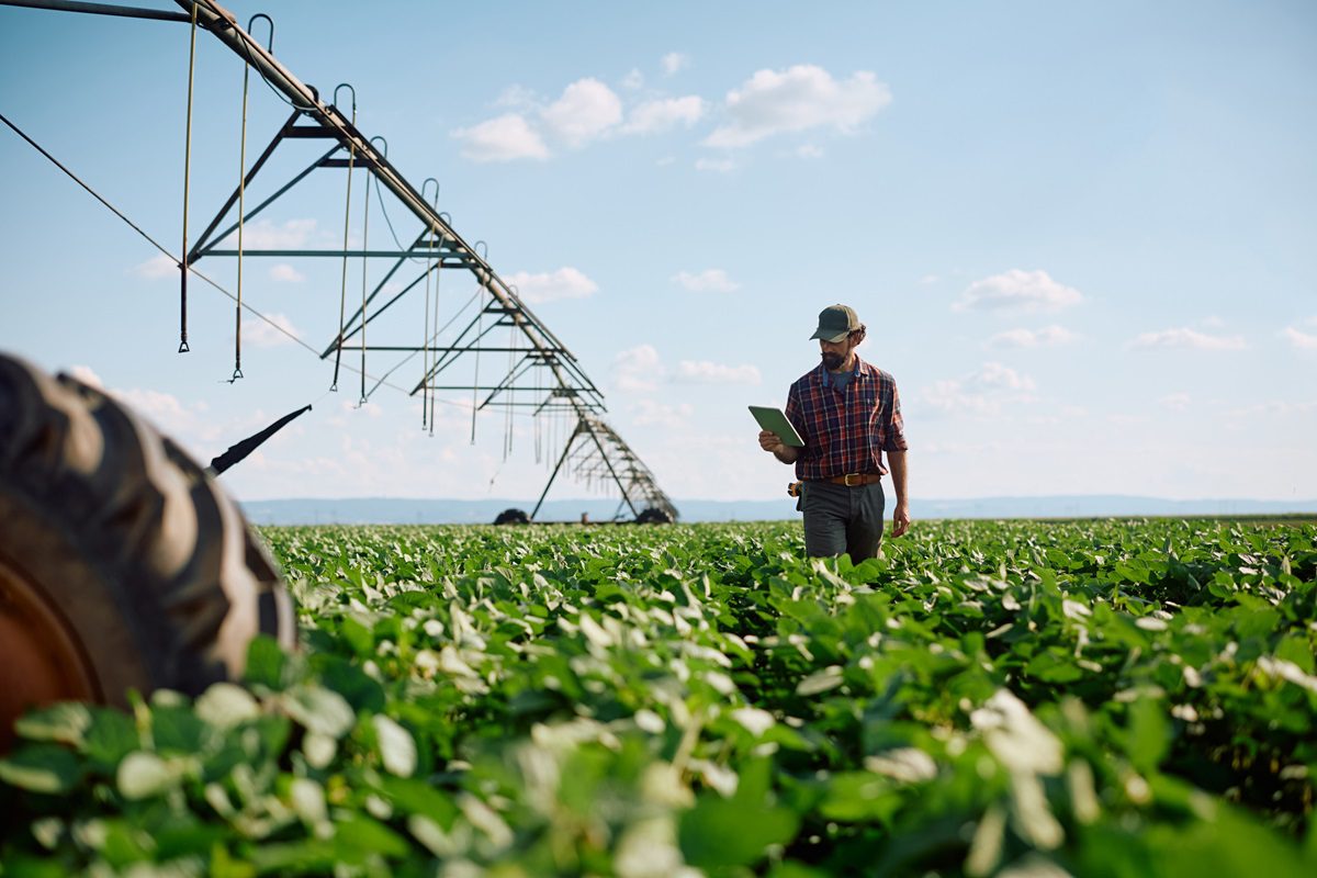 Farm worker examining crop growth while using digital tablet in the field.