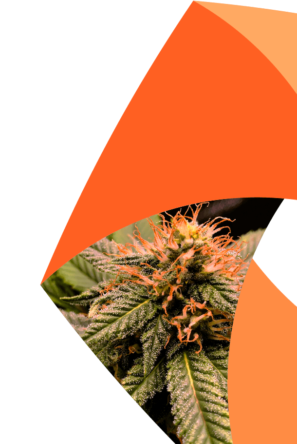 https://www.aprio.com/wp-content/uploads/2026/08/cannabis-hero.png
