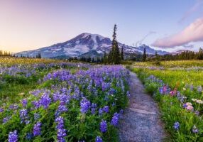 Mount Rainier Washington - SALT June 2025